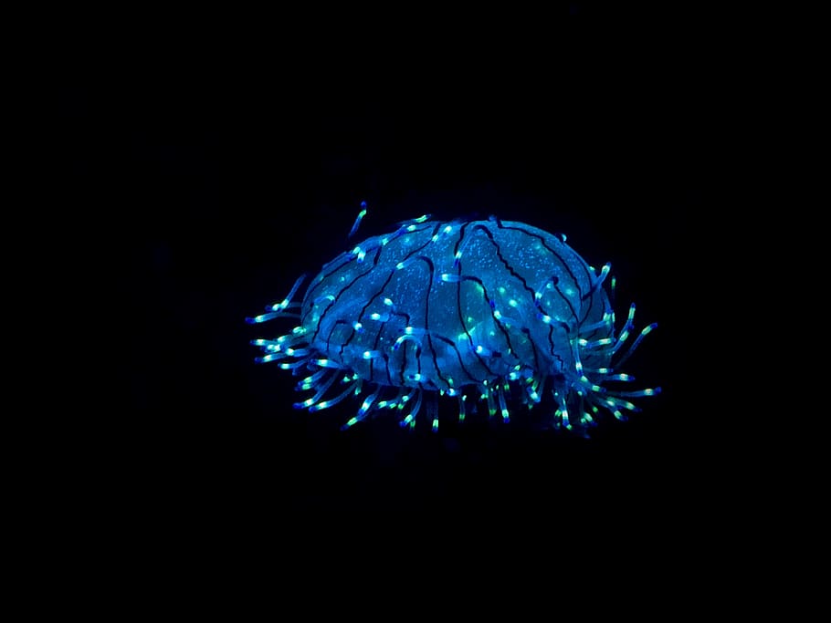 Blue Lamp, black background, dark, design, lights, luminescence HD wallpaper