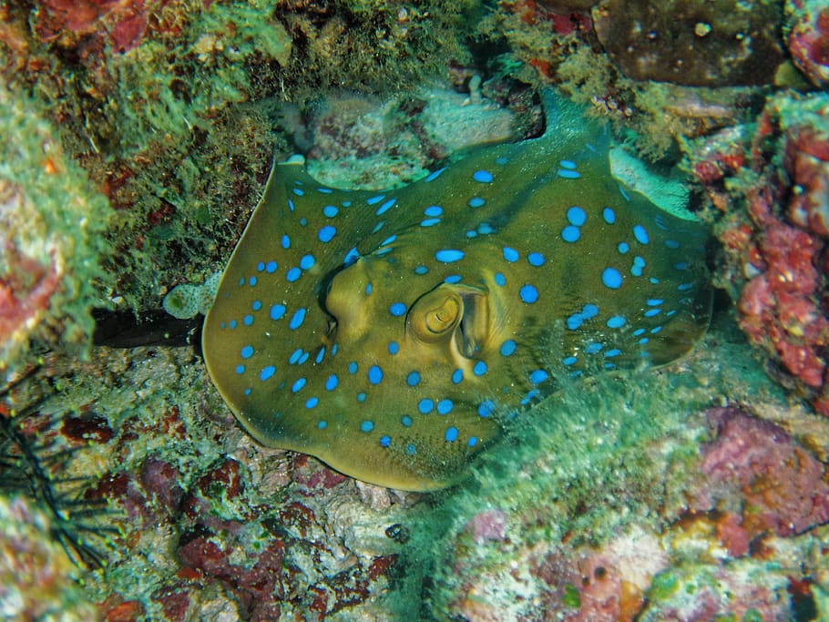 Grey and Blue Manta Ray Camouflage in Corals, animal, aquatic, HD wallpaper