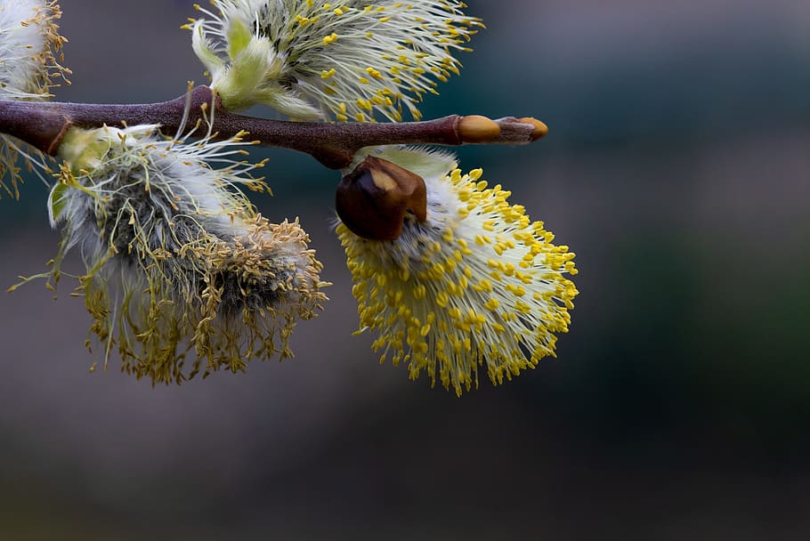 willow catkin, macro, spring, nature, plant, close up, blossom HD wallpaper