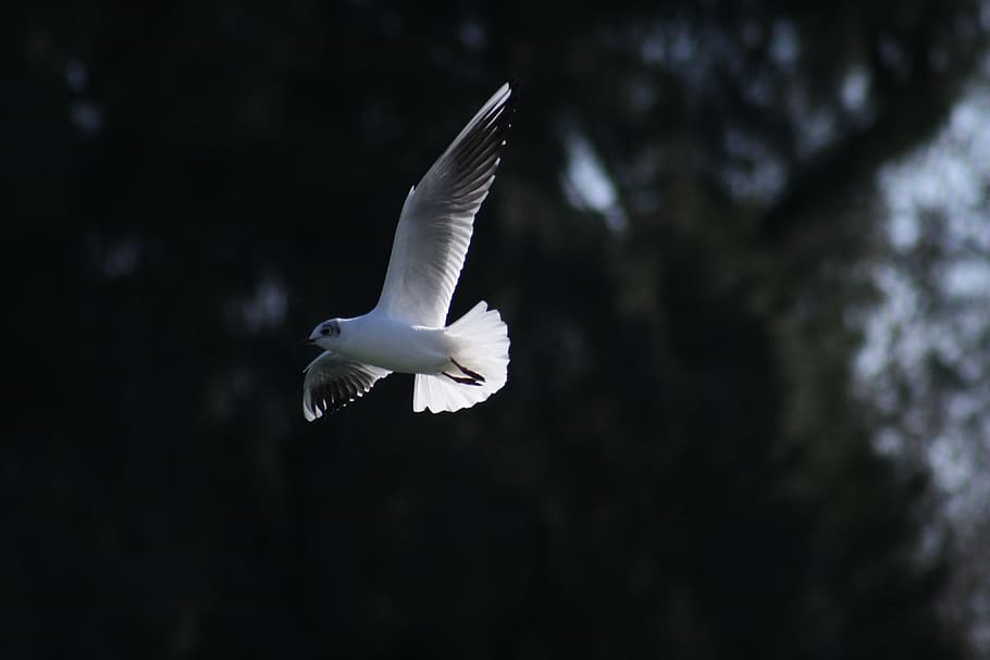 seagull, seagull flying, white seagull, black eye, grey seagull, HD wallpaper