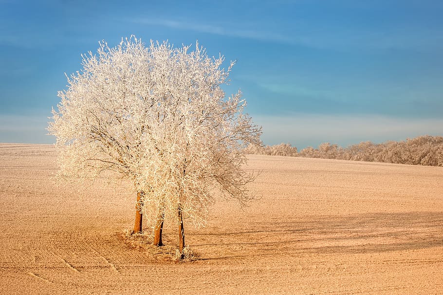 winter, snow, tree, iced, hoarfrost, mood, frozen, cold, wintry HD wallpaper