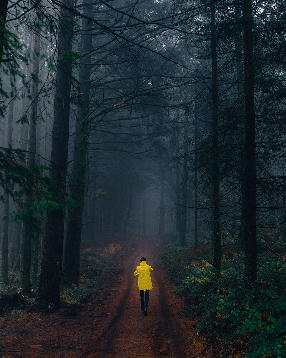Person Wearing Yellow Jacket Walking in Forest, adventure, branches HD wallpaper