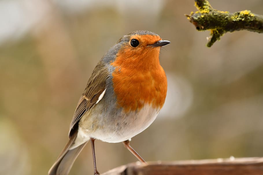 robin, bird, animal, forest, red, winter, cute, animal themes HD wallpaper