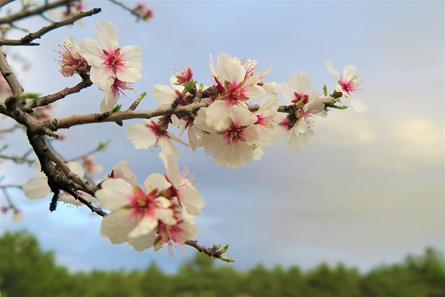 flower, tree, nature, blooming, sky, plant, flowering plant HD wallpaper