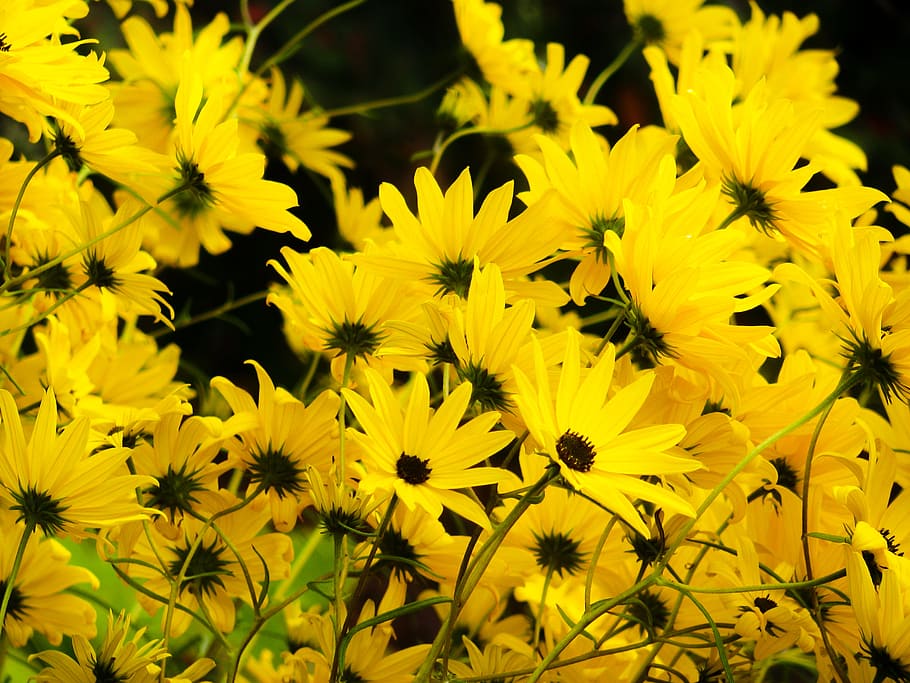 Yellow Flowers on Black Background, Macro, Nature, Spring, Summer HD wallpaper