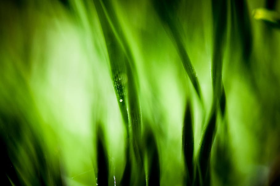 green, plant, grass, leaf, droplet, moss, nature, flower, vegetation HD wallpaper