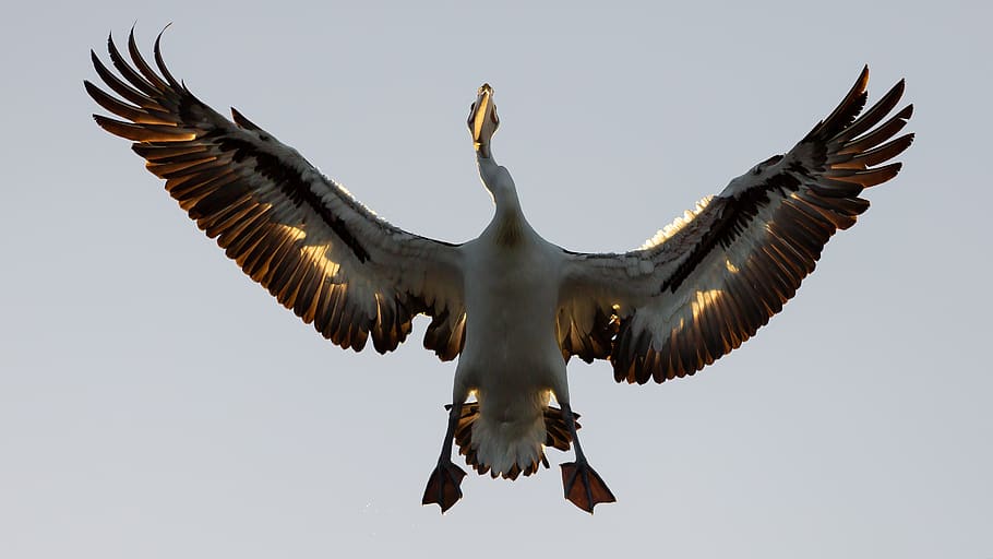 bird, animal, waterfowl, eagle, flying, cormorant, stork, anhinga HD wallpaper