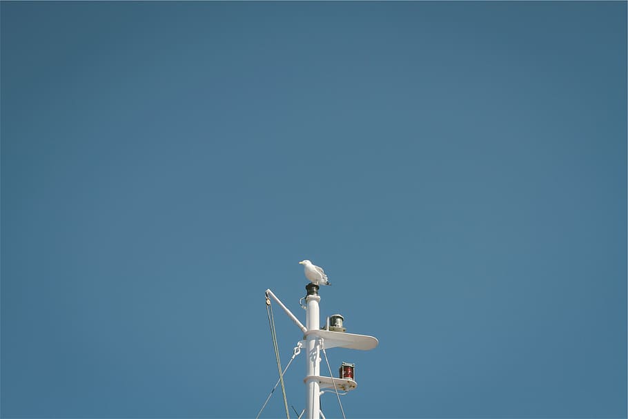 mast, bird, blue, sky, copy space, technology, low angle view HD wallpaper
