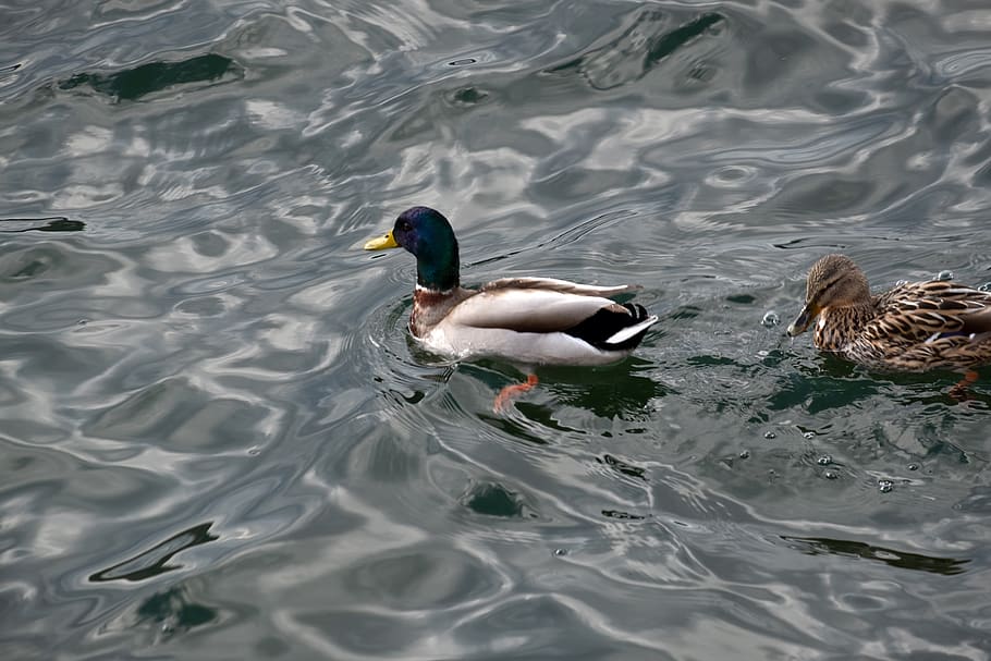 ducks, water, bird, nature, animal, plumage, swim, feather HD wallpaper