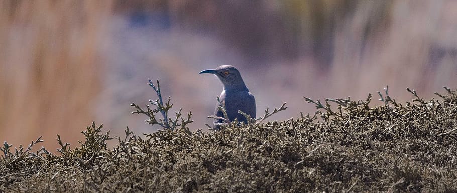 blue bird, animal, bluebird, anthus, jay, soil, ground, blackbird HD wallpaper