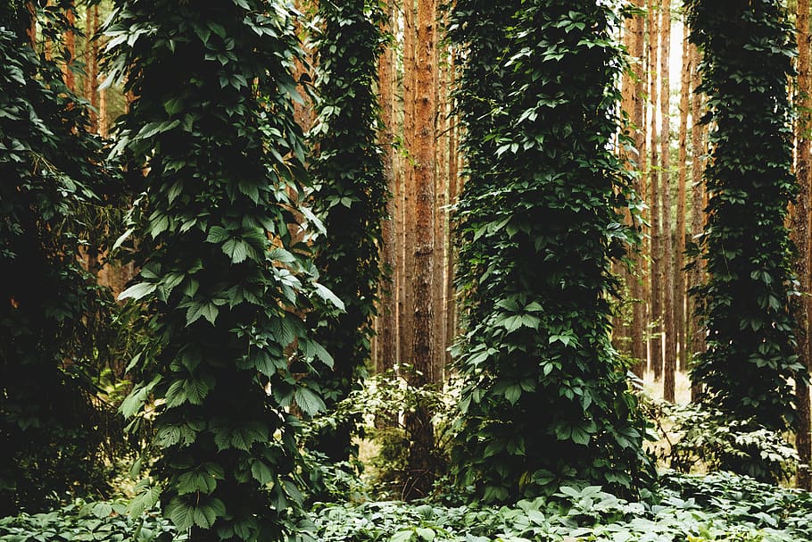 Green Leafed Tree, bright, colors, daytime, environment, forest HD wallpaper