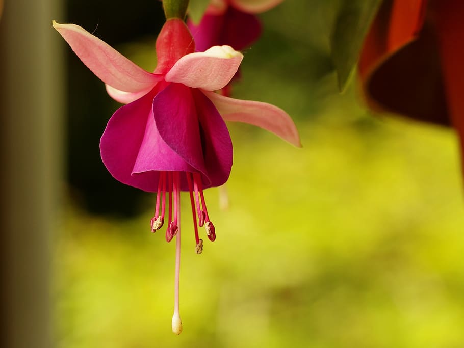 nature, flower, flora, flowering plant, petal, vulnerability HD wallpaper
