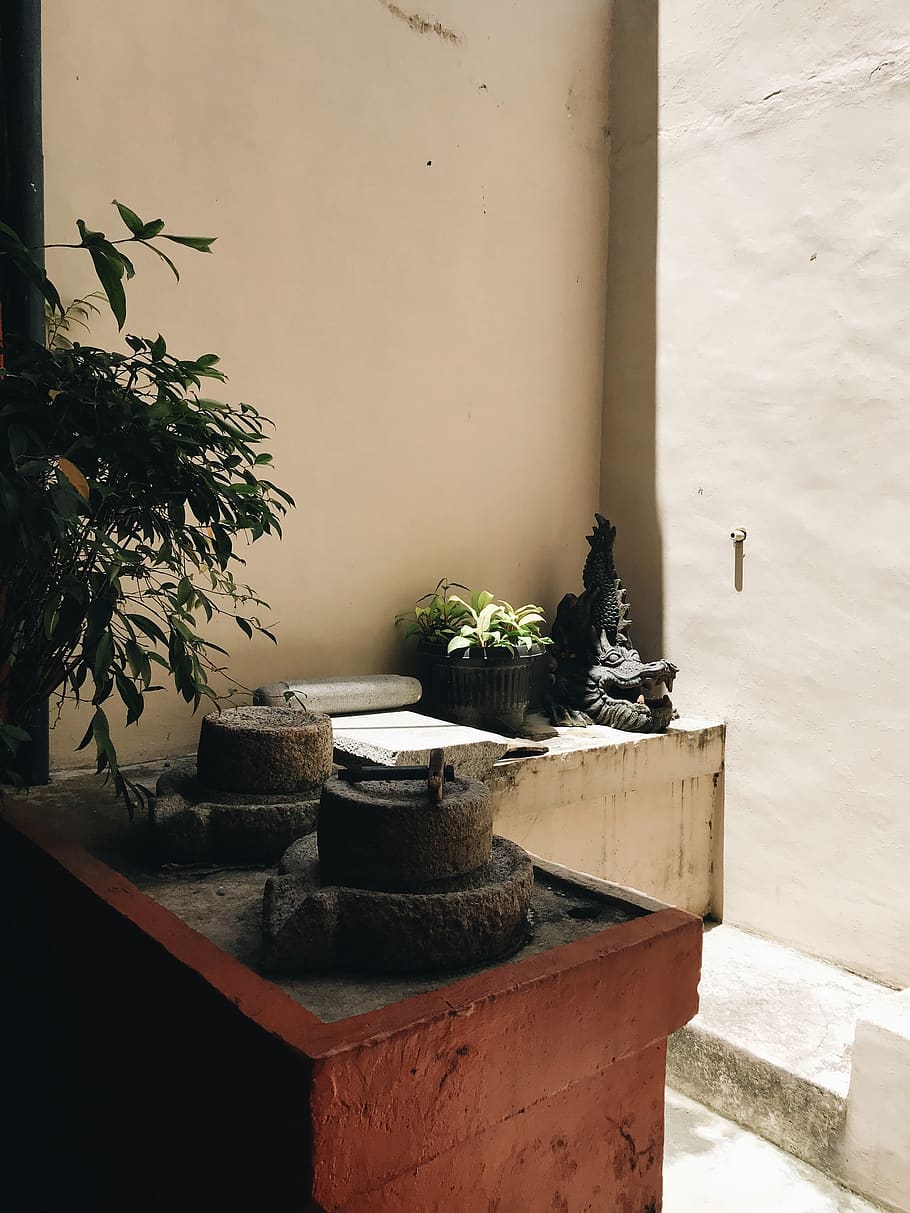 green leafed plant, potted plant, no people, architecture, nature HD wallpaper