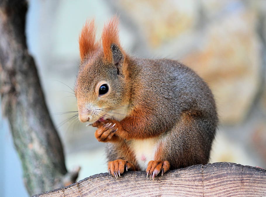 the squirrel, rusty, rodent, mammal, animal, cute, food, nut HD wallpaper