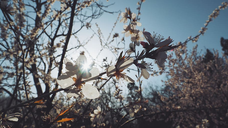 plant, flowering plant, fragility, tree, vulnerability, beauty in nature HD wallpaper