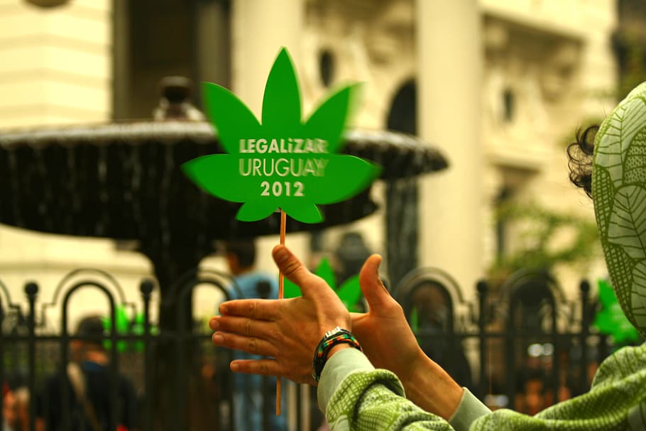 uruguay, montevideo, pot, weed, drugs, legal, marihuana, drogas, HD wallpaper