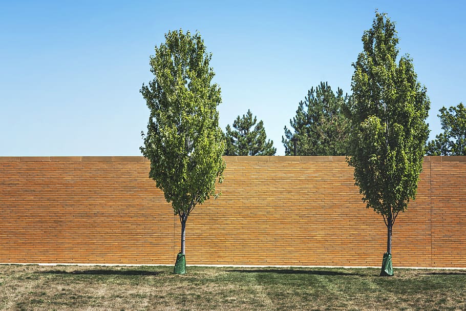 trees, grass, brick, wall, blue, sky, plant, growth, nature HD wallpaper