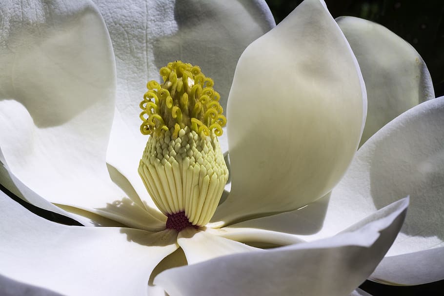 Macro Photo of White Magnolia in Bloom, close up, flora, flower HD wallpaper