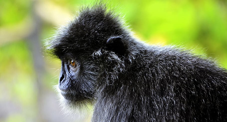 silvery, lutung, arboreal, monkey, wildlife, mangrove, primate HD wallpaper