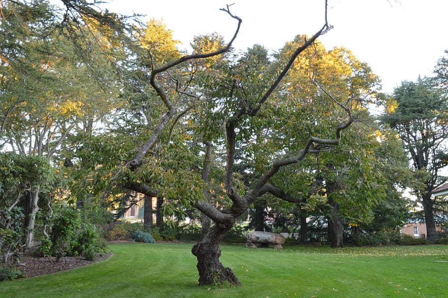 tree, plant, tree trunk, grass, outdoors, garden, oak, arbour HD wallpaper