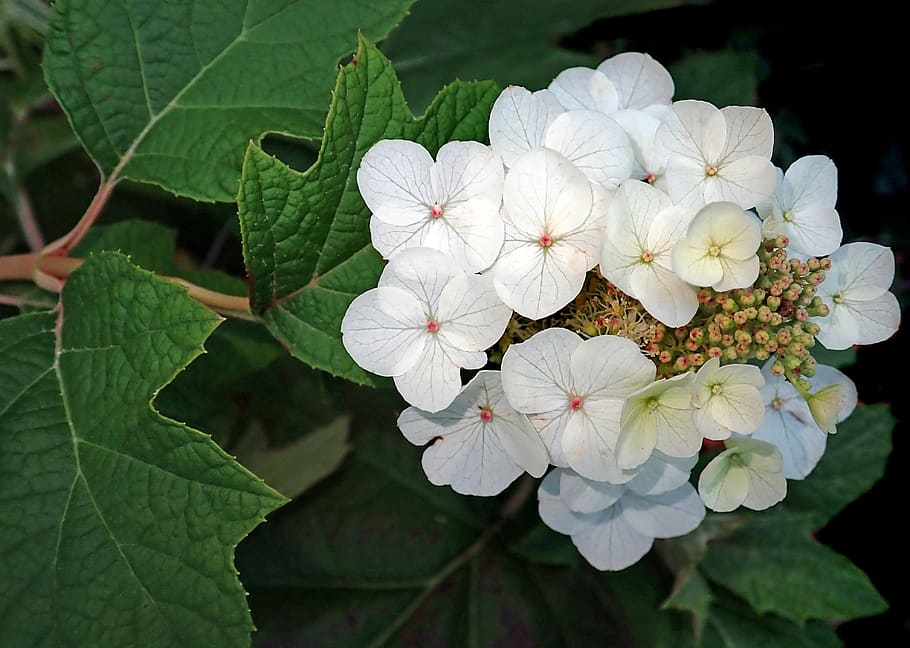 hydrangea, white, flower, garden, nature, flowering plant, fragility HD wallpaper
