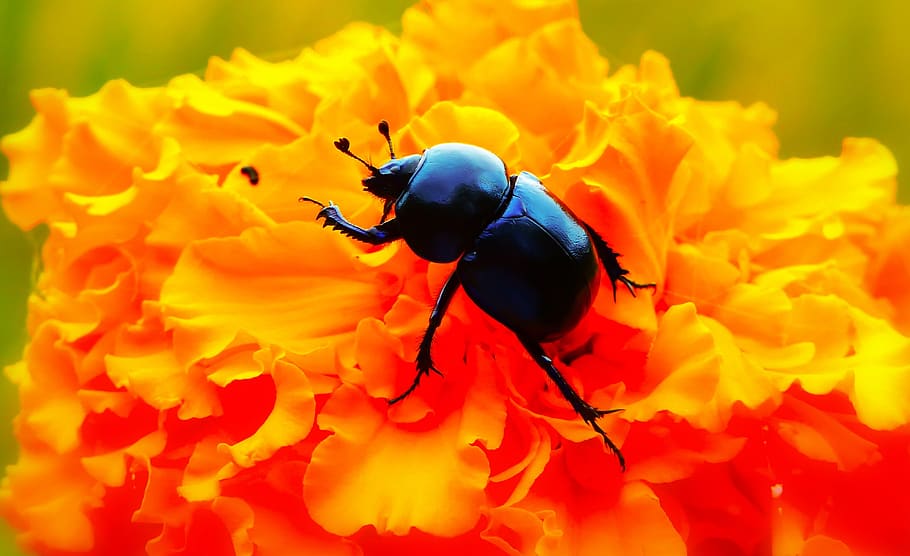 forest beetle, insect, flower, turkish, the beetles, animals HD wallpaper