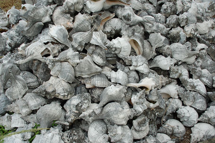 mexico, yucatan, shells, beach, full frame, backgrounds, abundance HD wallpaper