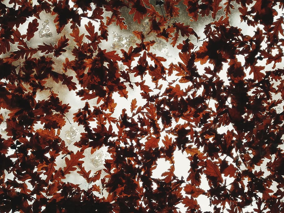 fall, fallen, falling, leave, leaf, autumn, dead, dry, full frame HD wallpaper