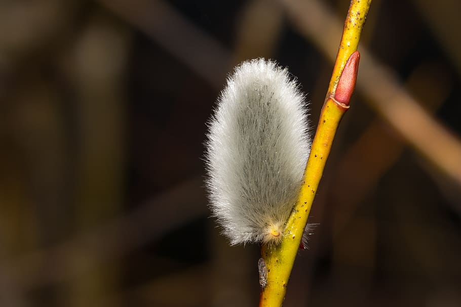 easter, palm branch, spring, nature, spring awakening, close up HD wallpaper