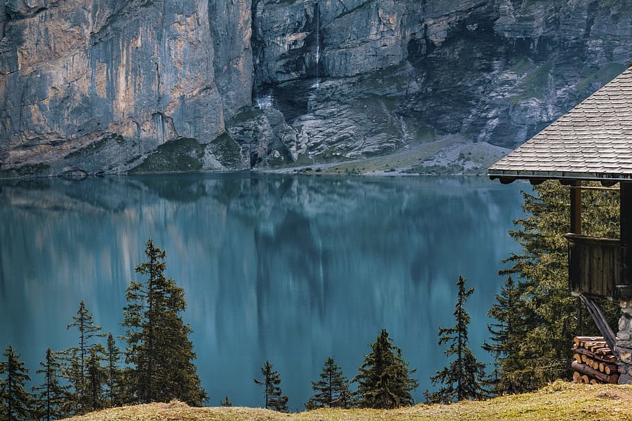Pine Tree Near Body of Water, daylight, environment, forest, landscape HD wallpaper