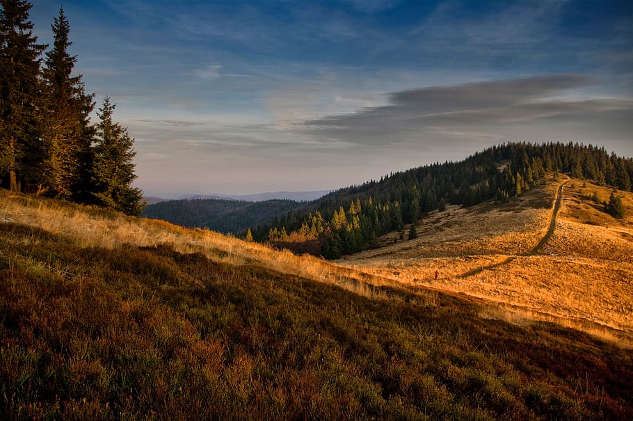 grass, grassland, trees, plants, nature, highland, path, mountain HD wallpaper