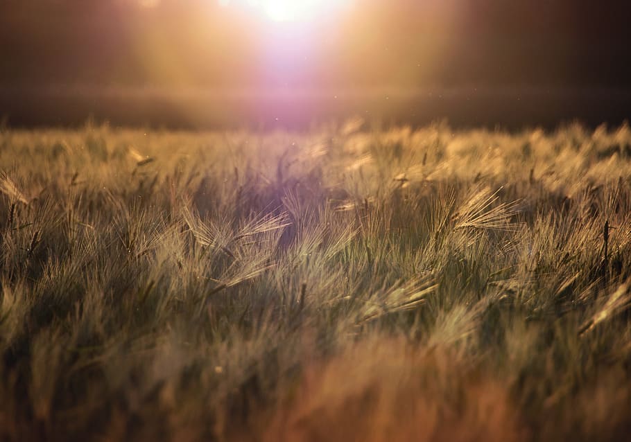 sun, set, sunset, plants, crops, nature, green, beauty in nature HD wallpaper