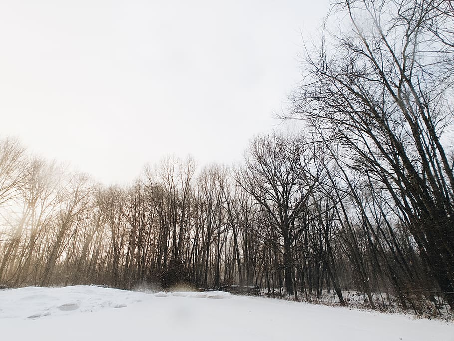 trees, snow, forest, winter, 2018, cold temperature, bare tree HD wallpaper