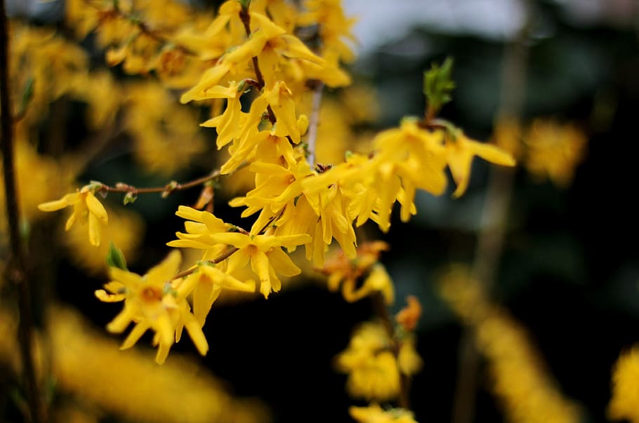 forsythia, yellow, spring, shrub, flowers, garden, colorful HD wallpaper