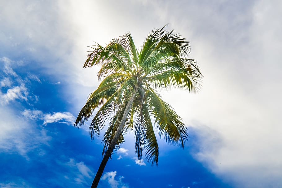 sky, blue sky, cloud, clouds, coconut, coconut tree, palm, palm tree HD wallpaper