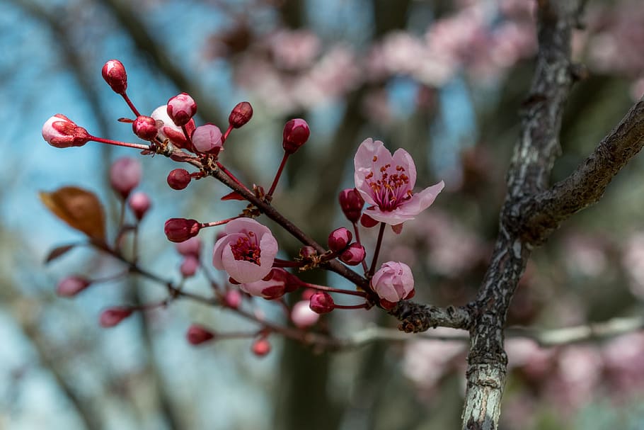 Pink Cherry Blossoms Selective-focus Photo, bloom, blooming, blurred background HD wallpaper