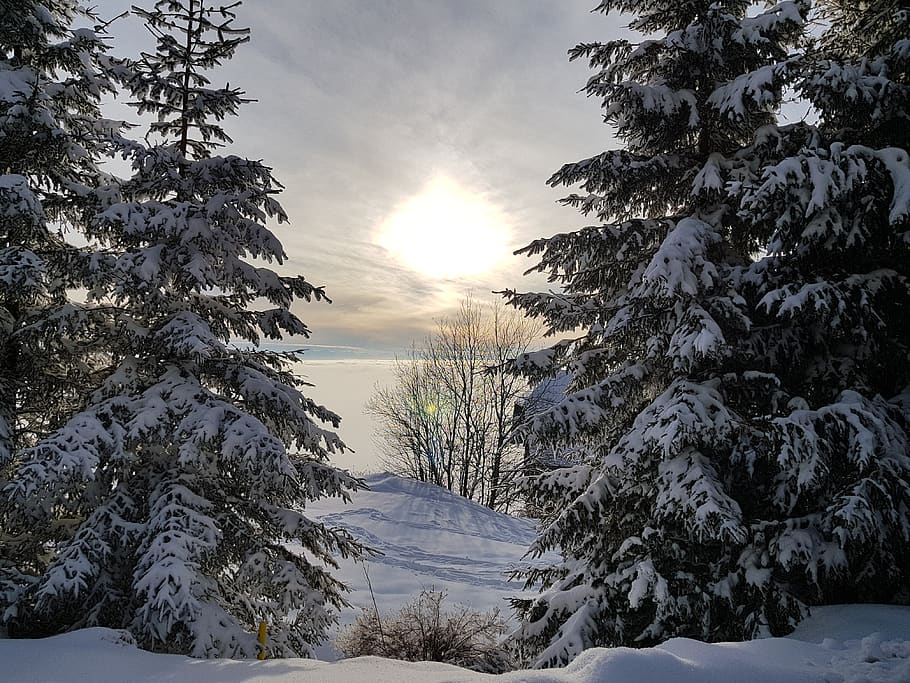 winter, snow, pine, tree, cold, fir tree, frost, wood, frozen HD wallpaper