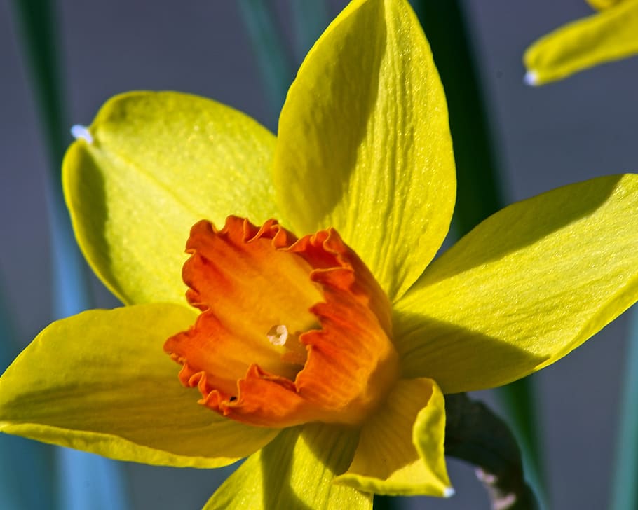 orange and yellow jonquil, garden, bloom, plant, flowers, blossom, HD wallpaper