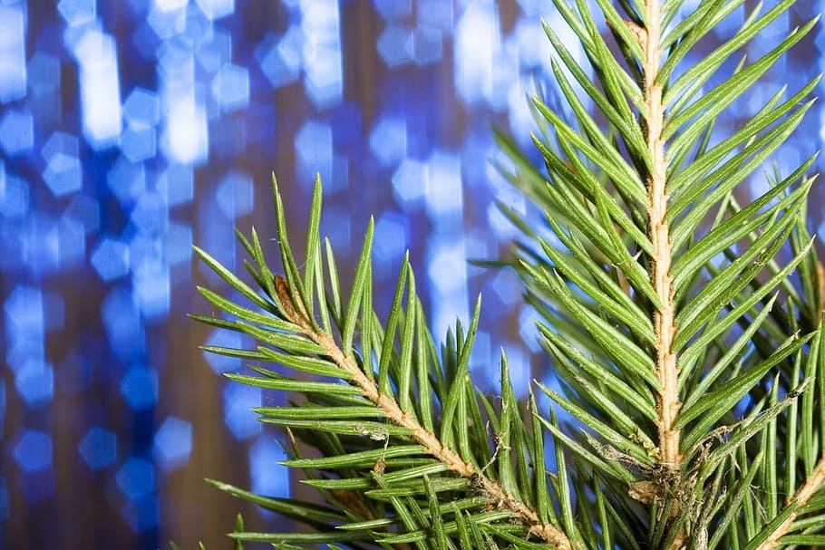 background, celebration, christmas, decor, decoration, holiday HD wallpaper