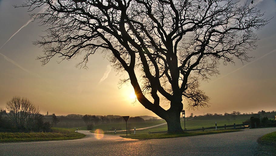 sun, nature, landscape, trees, forest, sunset, sky, summer HD wallpaper