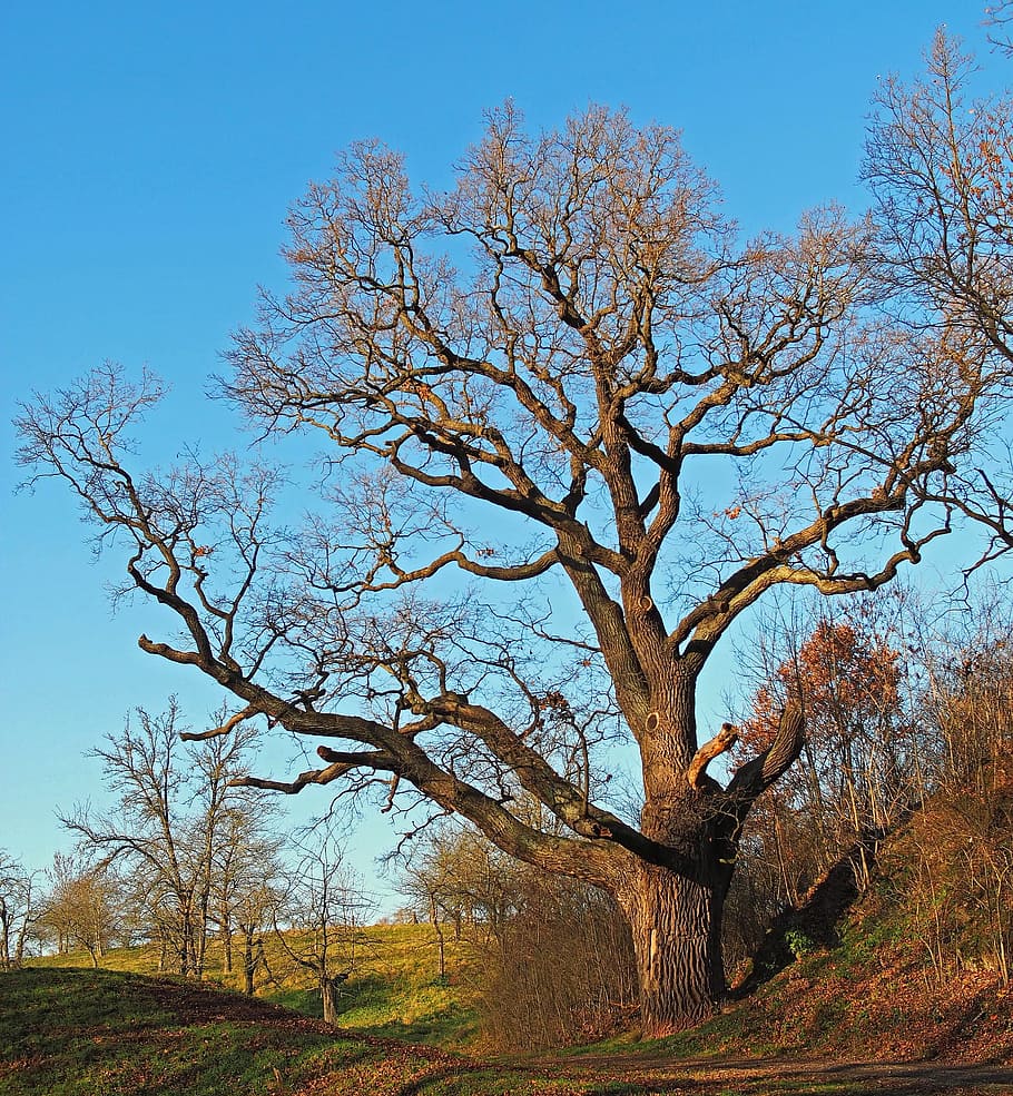 tree, wood, fire, nature, oak, plant, sky, bare tree, branch HD wallpaper