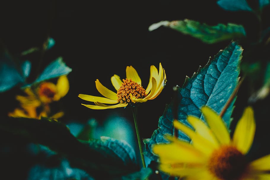 Selective Photography of Yellow Flower, bloom, blooming, blossom HD wallpaper
