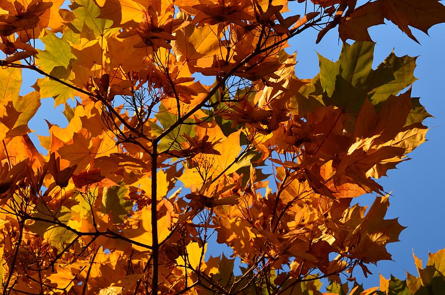 nature, colorful, warm, autumn, plant part, change, leaf, tree HD wallpaper