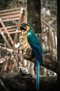 blue and yellow macaw, zoo, thailand, bird, animal, asia, feathers HD wallpaper