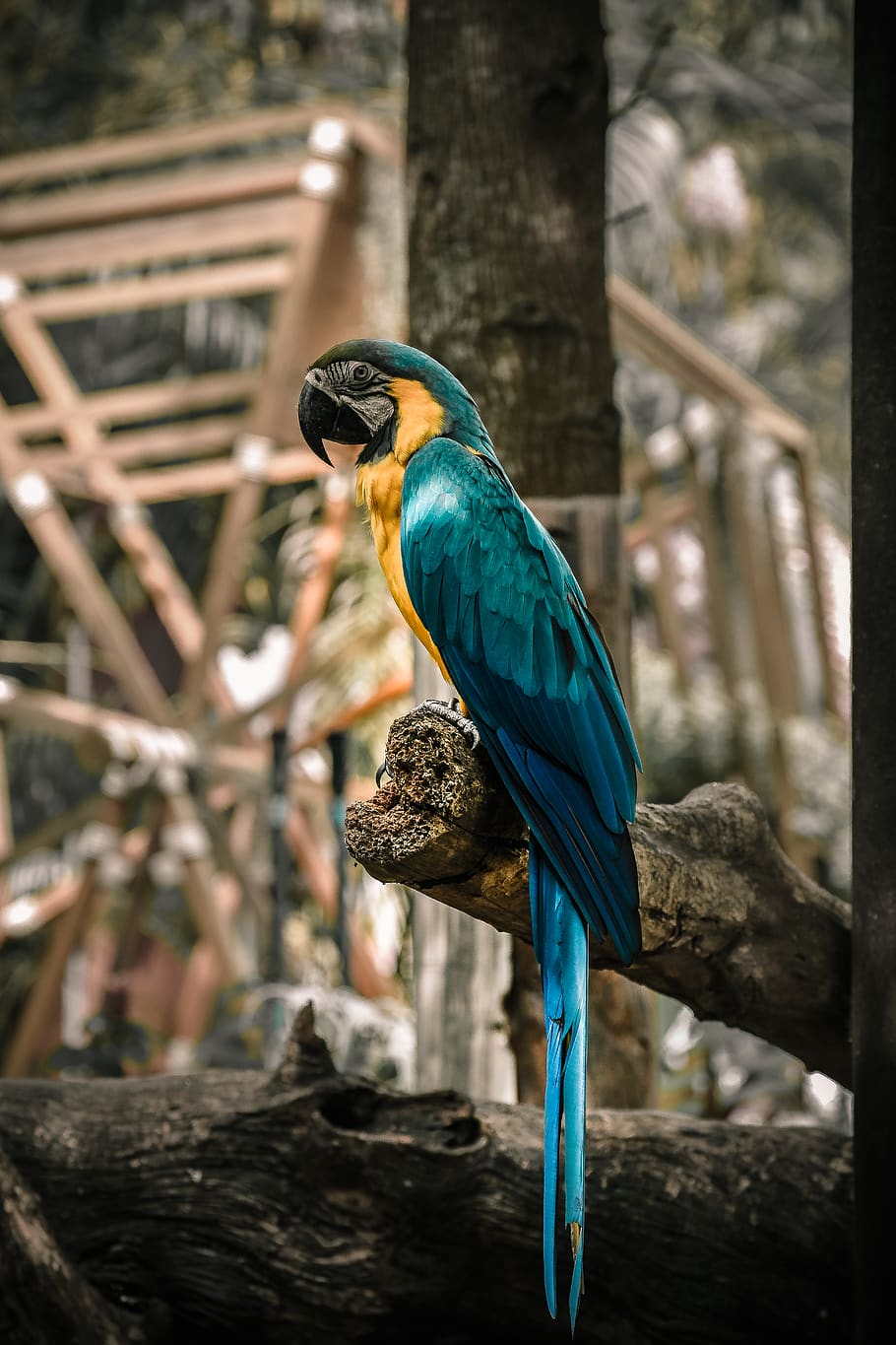 blue and yellow macaw, zoo, thailand, bird, animal, asia, feathers HD wallpaper