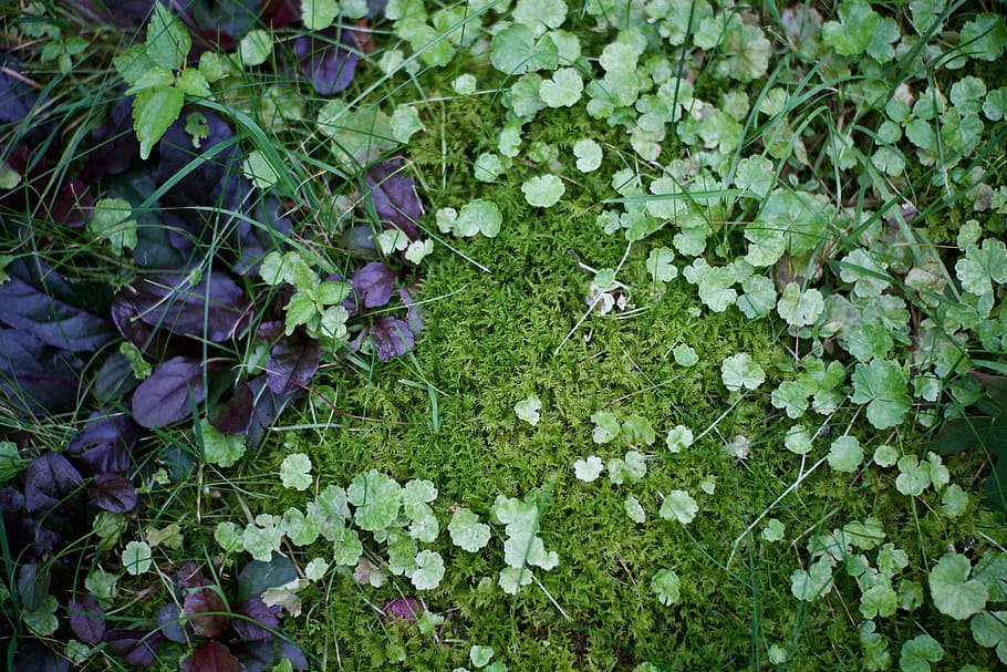 moss, grass, leaves, green, nature, outdoors, field, background HD wallpaper