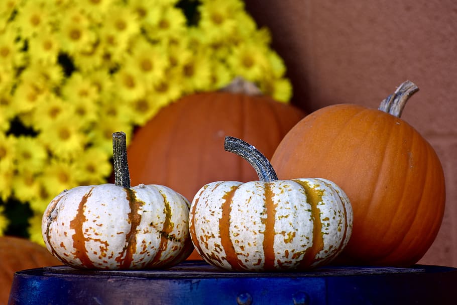 squash, pumpkin, hay, halloween, harvest, decoration, yellow HD wallpaper