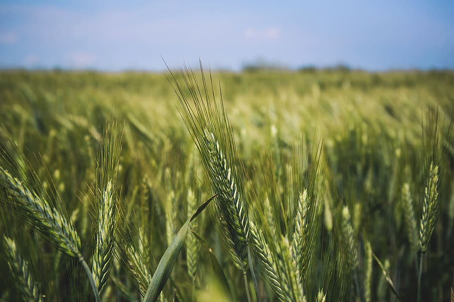 nature, wheat, field, grain, grass, harvest, sway, sky, outdoors HD wallpaper