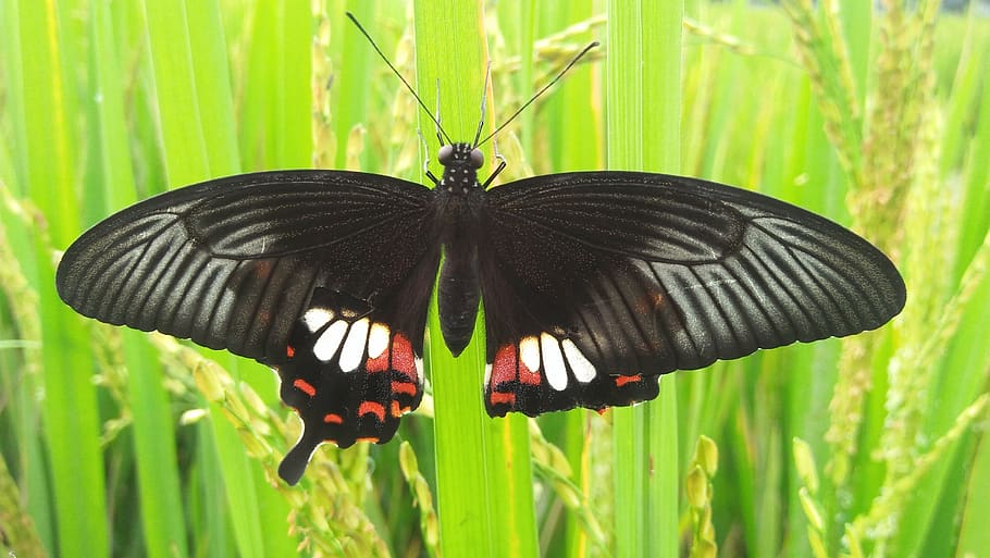 butterfly, tree, grass, green, insect, animal wildlife, animal themes HD wallpaper
