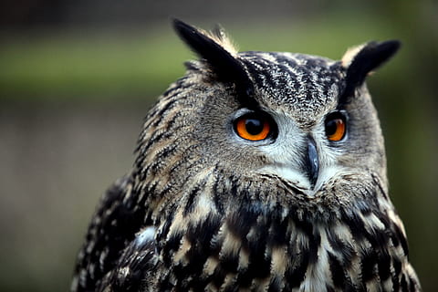 black and brown owl, bird, animal, beak, owl close up, owl eyes HD wallpaper
